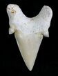 Otodus Shark Tooth Fossil - Eocene #22658-1